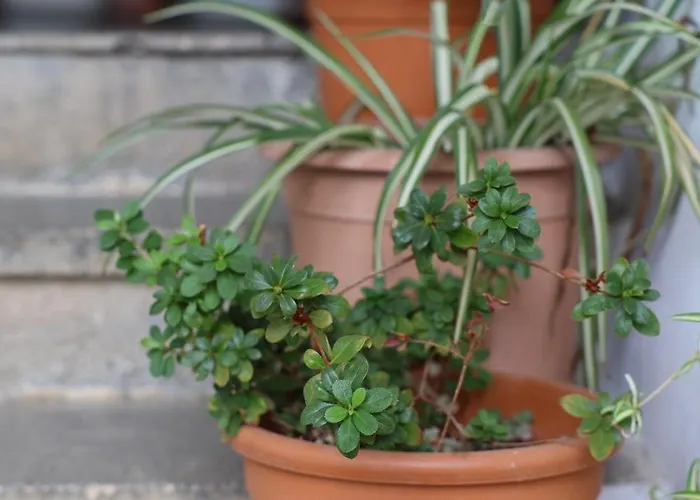 Lejlighed Cozy In The Heart Of Tirana